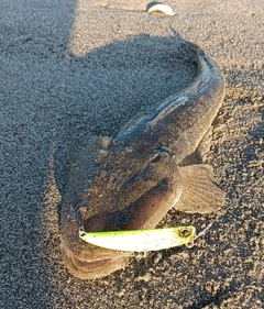 マゴチの釣果