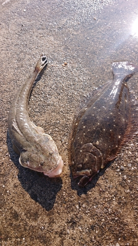 ヒラメの釣果