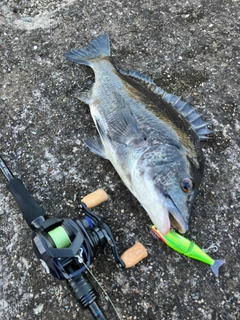 チヌの釣果