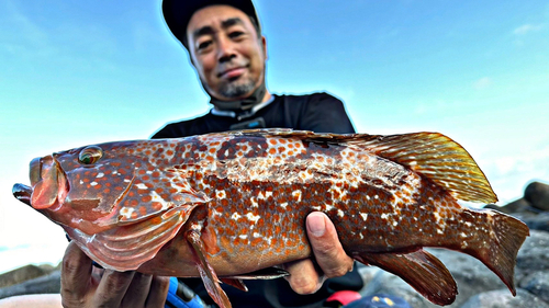 キジハタの釣果