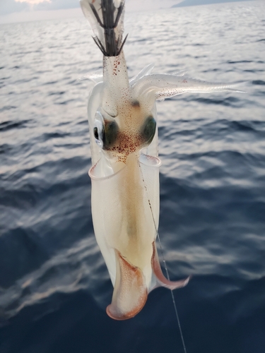 釣果