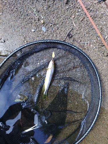 カワムツの釣果