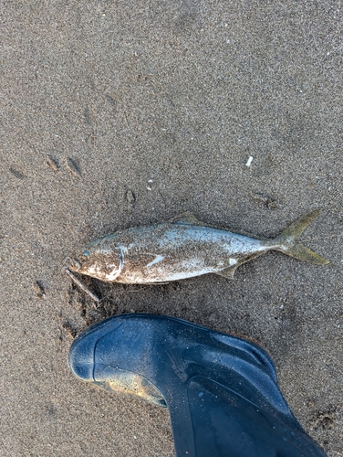 ワカシの釣果