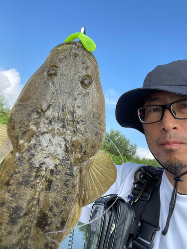 マゴチの釣果