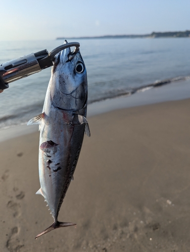 マルソウダの釣果