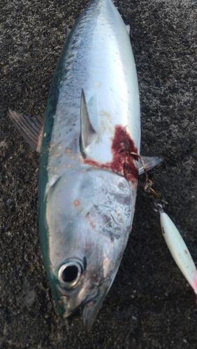 ソウダガツオの釣果