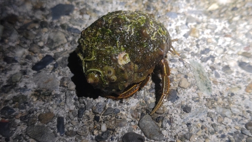 カニの釣果