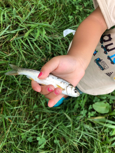 ウグイの釣果