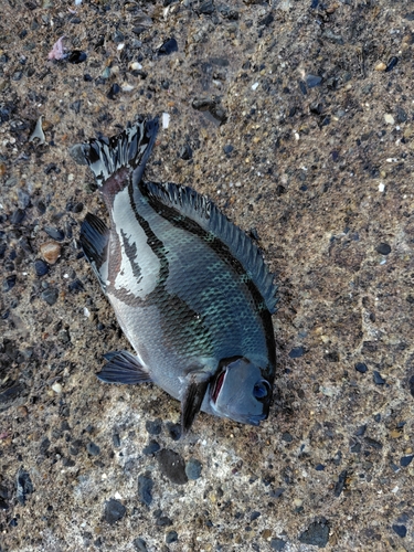 メジナの釣果