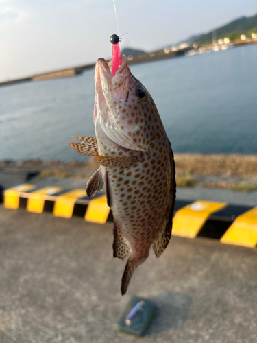 オオモンハタの釣果