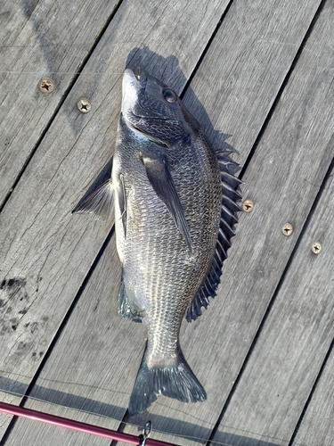 チヌの釣果