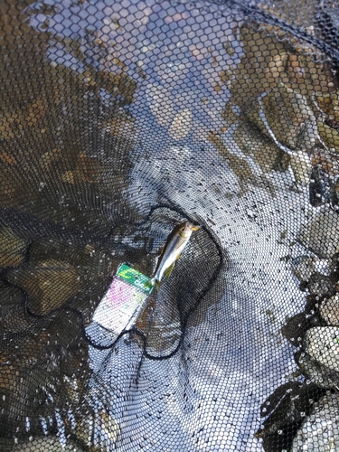 カワムツの釣果