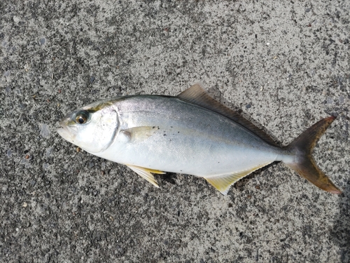 ワカシの釣果