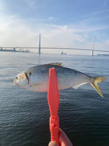 コノシロの釣果