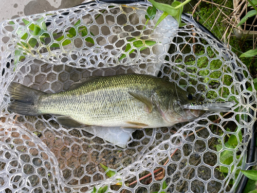 ラージマウスバスの釣果