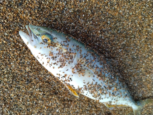 ツバスの釣果