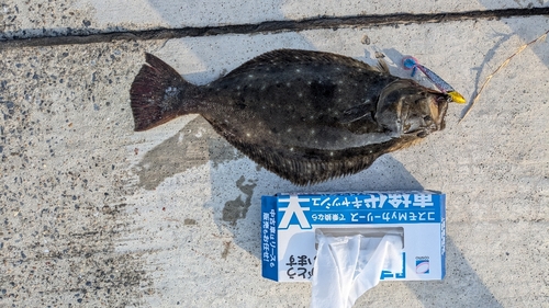 ソゲの釣果