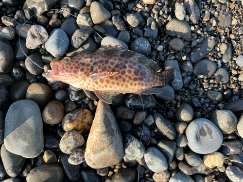 オオモンハタの釣果