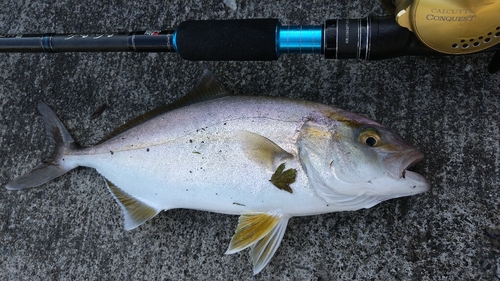 ショゴの釣果