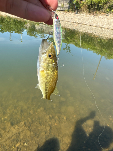 ラージマウスバスの釣果