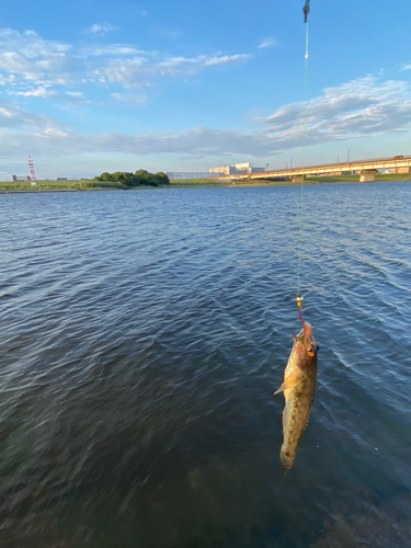 ハゼの釣果