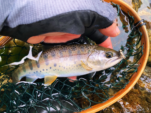 ヤマメの釣果