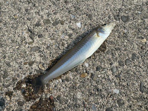 シロギスの釣果