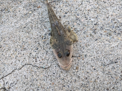 タイワンガザミの釣果