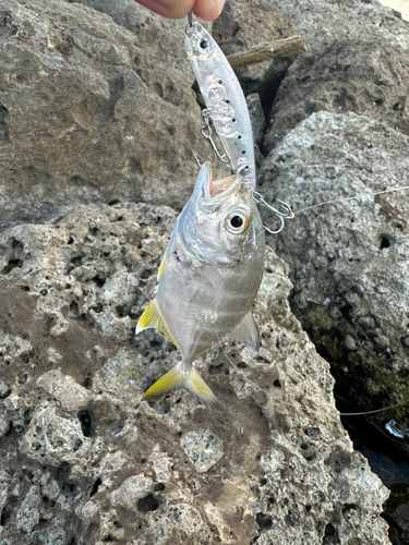 メッキの釣果