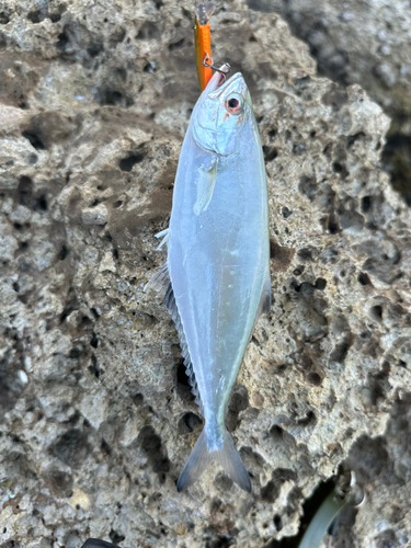 イケカツオの釣果