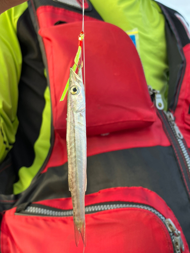 カマスの釣果