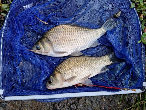 フナの釣果