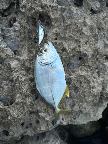 メッキの釣果