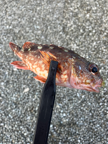 カサゴの釣果