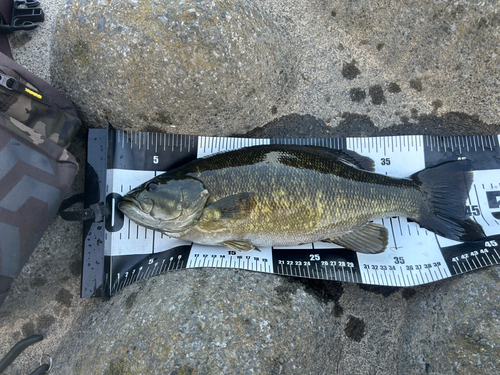 スモールマウスバスの釣果