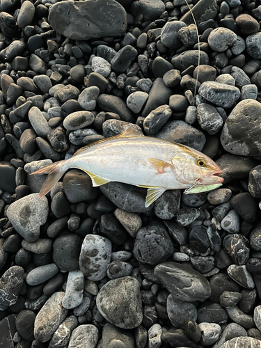 ショゴの釣果