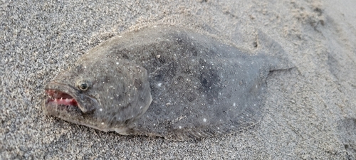 ソゲの釣果