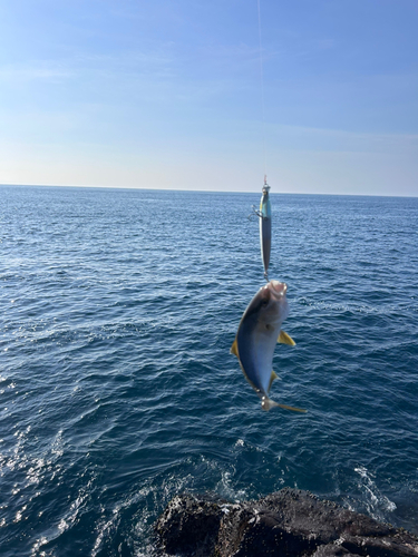 ショゴの釣果