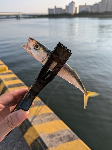 マサバの釣果