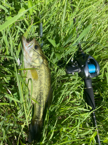 ラージマウスバスの釣果