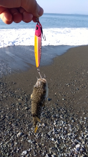 ショウサイフグの釣果