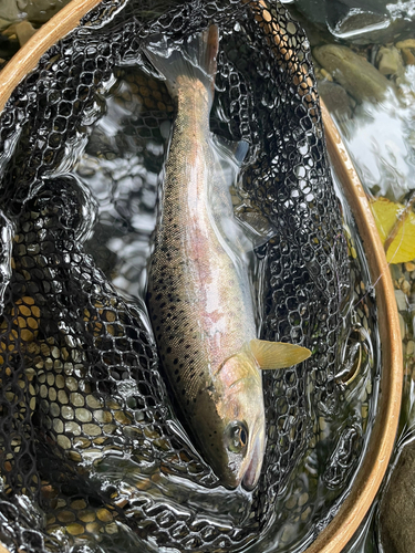 ヤマメの釣果