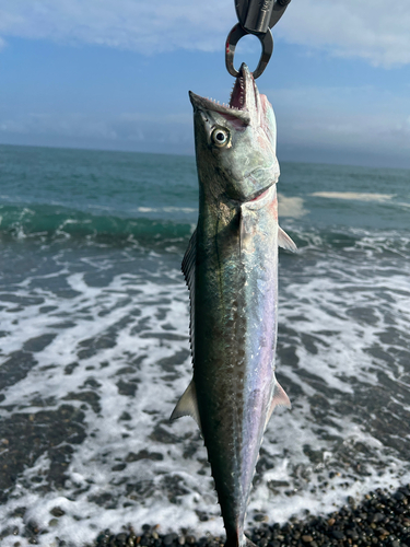 サゴシの釣果