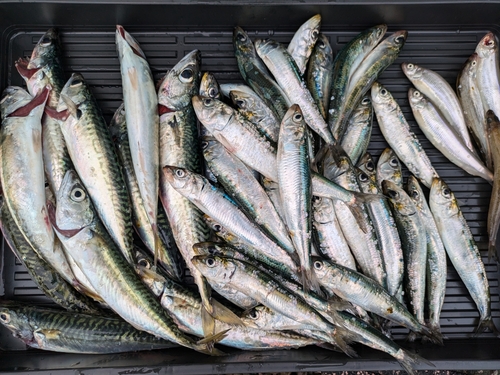 イワシの釣果