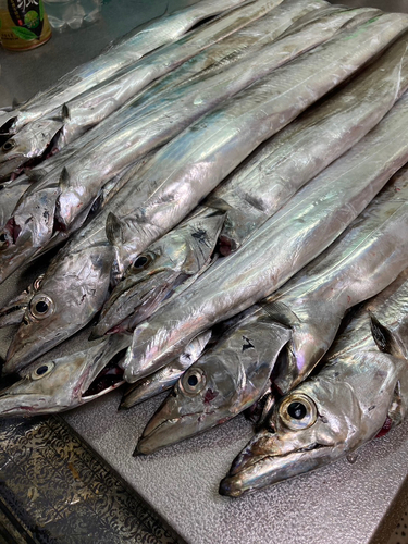 タチウオの釣果