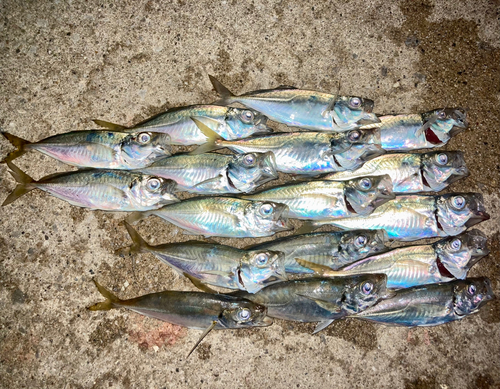 アジの釣果