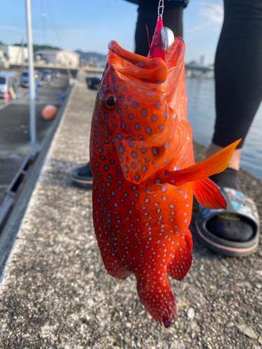 アカジンミーバイの釣果