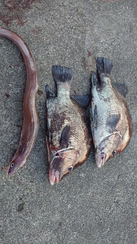 ヒゲダイの釣果