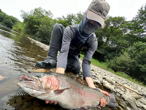 ニジマスの釣果