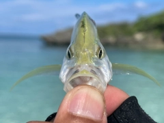 カスミアジの釣果